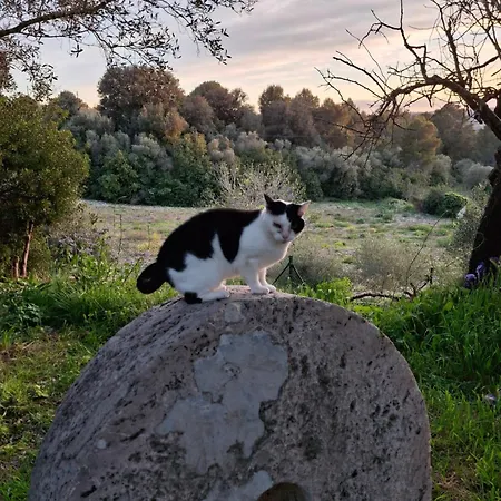 Allotjament i esmorzar Ca Na Marie